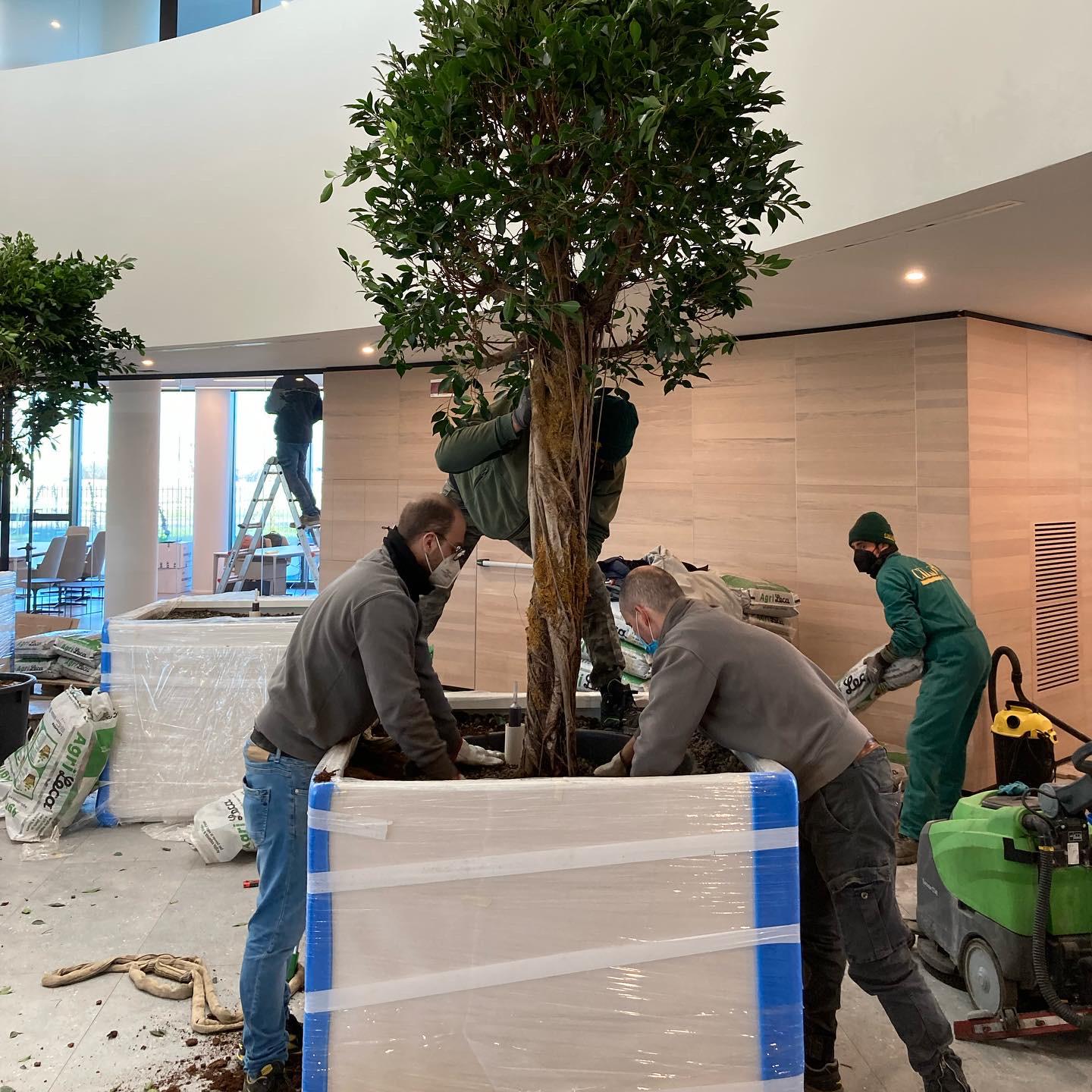 Installazione professionale di verde in uno spazio aziendale