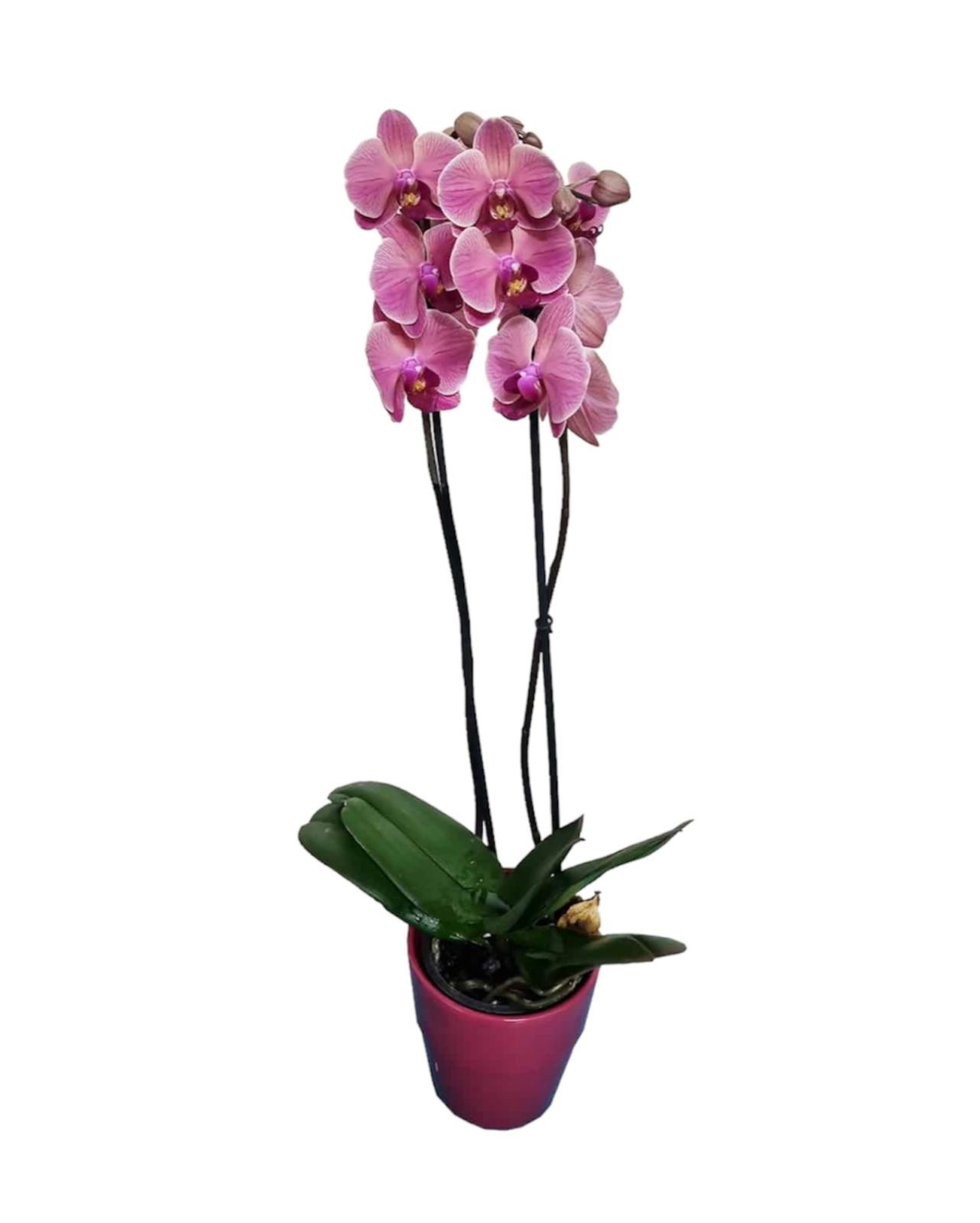 Orchidea Phalaenopsis rosa a stelo lungo con portavaso
