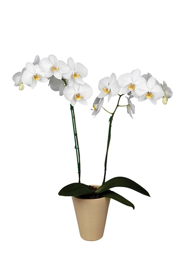 Orchidea Phalaenopsis bianco a stelo lungo con portavaso