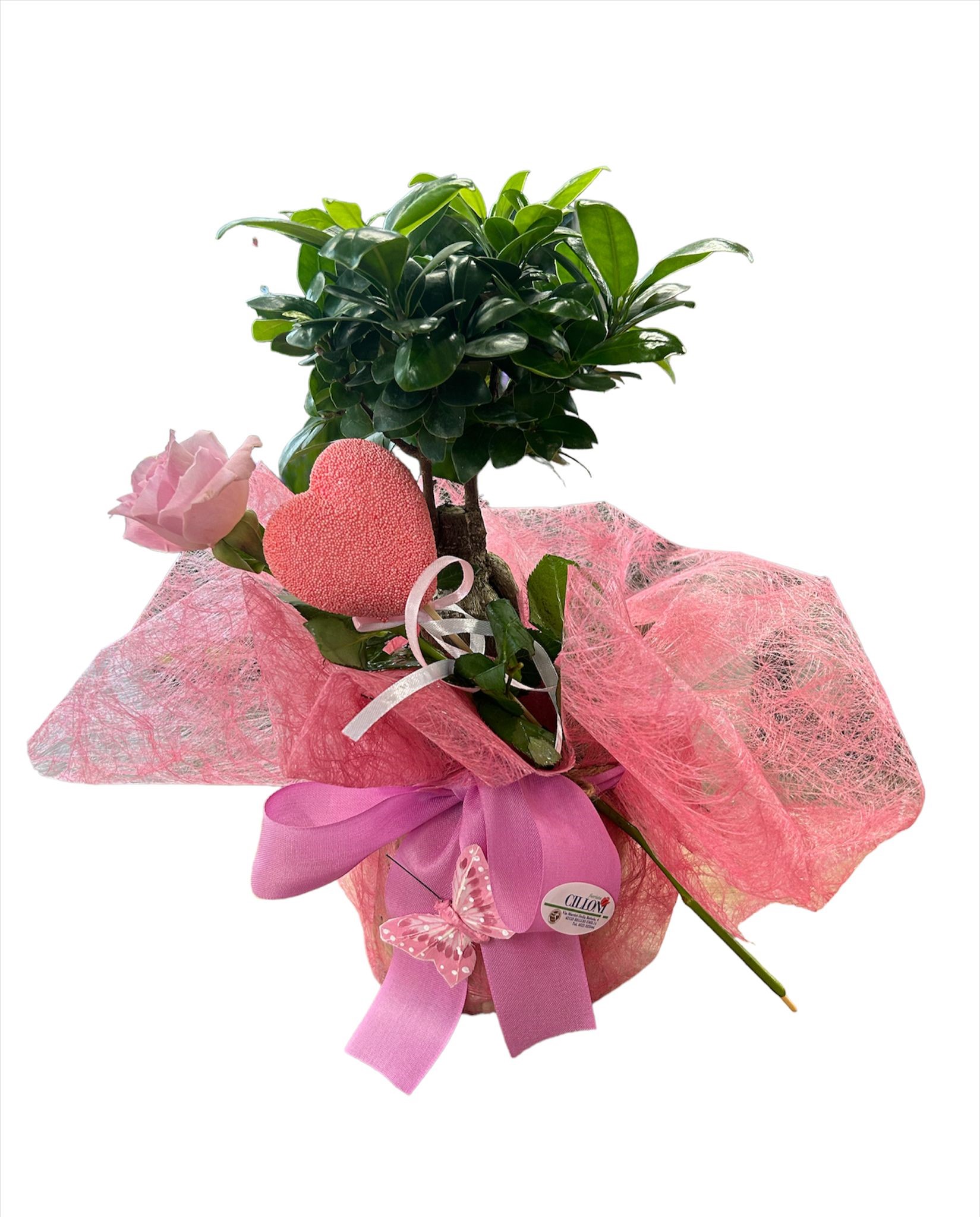 Ficus Ginseng con Rosa