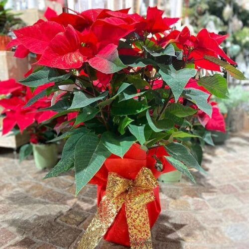 Stelle di Natale
