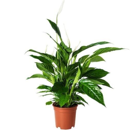spathiphyllum