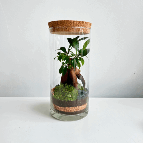 terrarium ficus ginseng